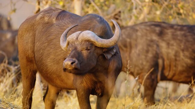 This footage captures a Cape buffalo (Syncerus caffer) grazing peacefully with an oxpecker bird perched on its face. The oxpecker engages in a symbiotic relationship, removing ticks and parasites from