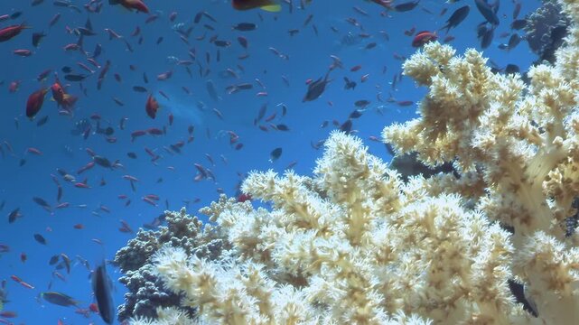 Brilliant soft coral blooms in Fiji's pristine waters. Vibrant school of fish dances through sunlit reef, joined by gentle nurse sharks and their remora companions exploring this lively marine habitat