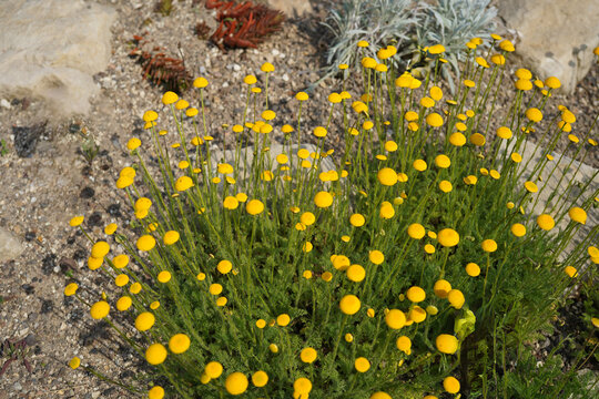 A dense mat of Cotula hispida growing in a sunny rock garden. The plant forms a low, spreading carpet of finely textured, silvery-gray foliage covered with soft hairs, creating a velvety appearance.