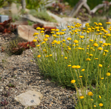 A dense mat of Cotula hispida growing in a sunny rock garden. The plant forms a low, spreading carpet of finely textured, silvery-gray foliage covered with soft hairs, creating a velvety appearance.
