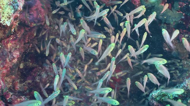 Hundreds of small, shimmering fish create a living tapestry over a colorful Fiji coral reef. Nurse sharks and remora quietly observe this mesmerizing underwater spectacle by day.