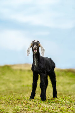 Joyful Nubian Goat in Green Pasture during Spring