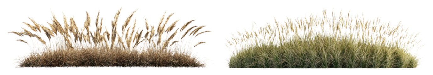 Fototapeta premium PNG Lush ornamental grass foliage on transparent background