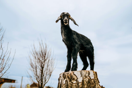Playful Nubian Goat on Tree Stump in Rural Setting