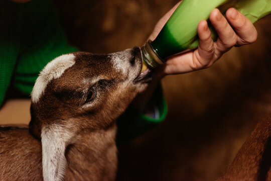 Hand Feeding Nubian Goat with a Bottle
