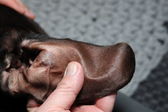 Hand holds male dog ear showing de-sexing tattoo. Surgical neutering, castration removing testicles under anesthesia. Prevent testicular cancer, unwanted litters. Reduces roaming, mounting, aggression