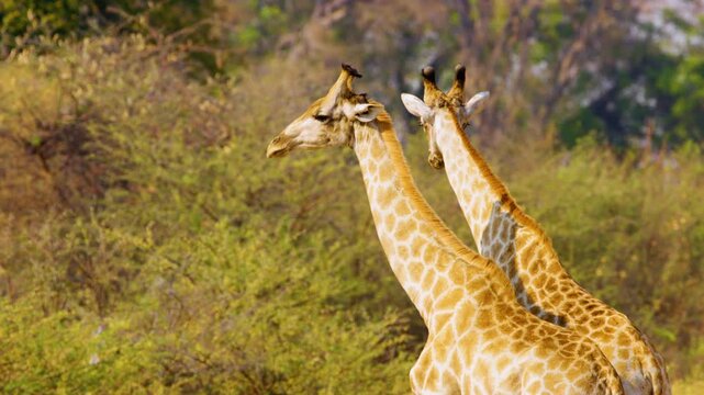 Close-up footage captures two giraffes in the Central Kalahari Game Reserve, Botswana. The view showcases the graceful features and unique patterns of these animals against the African landscape. Perf