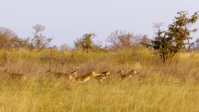 Footage captures a herd of impalas running and leaping through the vibrant yellow grasses of the savannah in the Okavango Delta, Moremi Game Reserve, South Africa. The dynamic scene highlights the agi