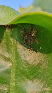 Polyrhachis Bihamata Ants Guarding Eggs on Leaf Surface