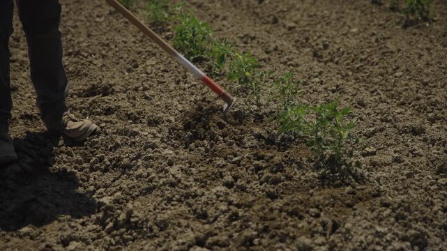 Slow motion farm worker hoeing soil young crops