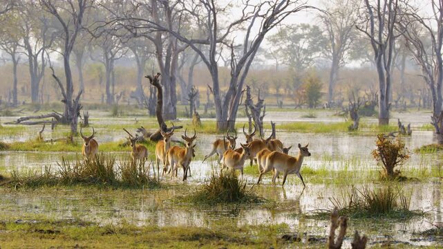 Footage shows a herd of Lechwe (*Kobus leche*) grazing in the verdant wetlands of the Okavango Delta, Moremi Game Reserve, South Africa, following heavy rains. The scene captures their natural behavio