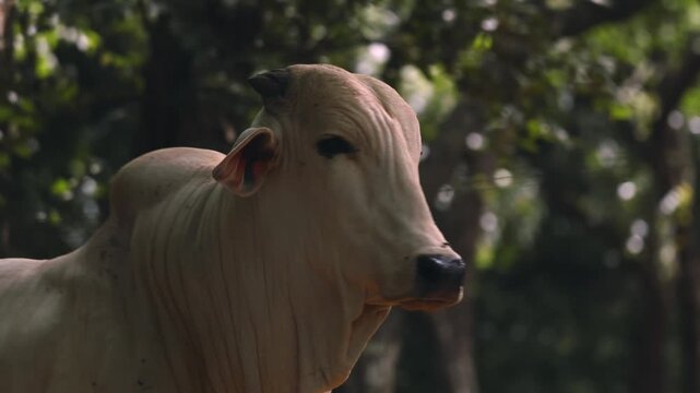 White zebu cow gazing amidst green forest foliage