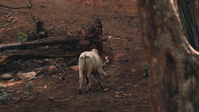 White zebu cow walking in a rural field