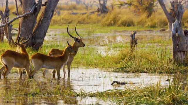 Footage shows a herd of Lechwe (*Kobus leche*) grazing in the lush wetlands of the Okavango Delta, Moremi Game Reserve, South Africa. The scene captures their natural behavior and highlights their thr
