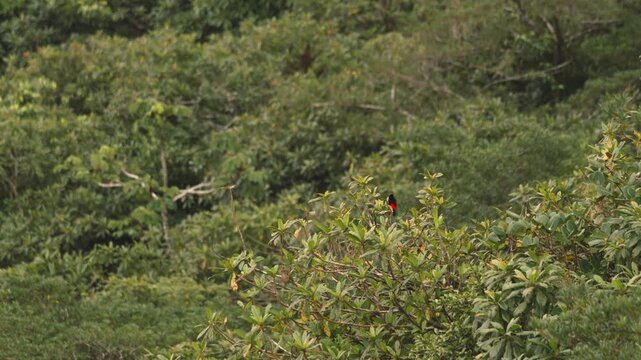 Passerini's tanager bird perching on a treetop in a lush green rainforest