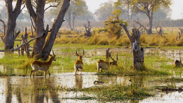 Footage shows a Lechwe family (*Kobus leche*) crossing a wetland in the Okavango Delta, Moremi Game Reserve, South Africa, during a safari