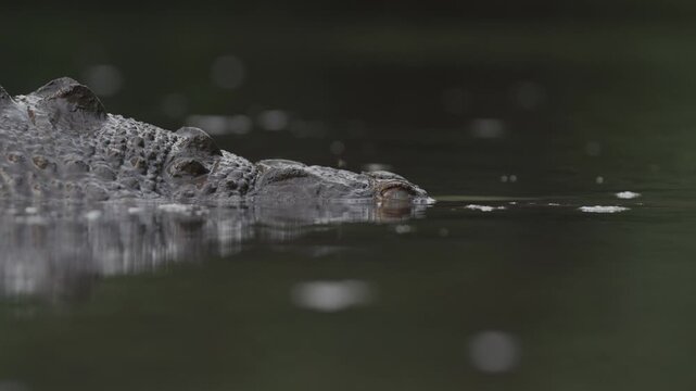Cocodrilo americano (Crocodylus acutus), El Salvador