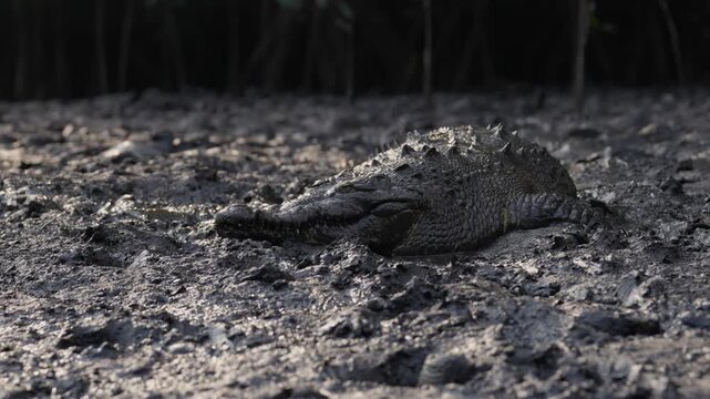 Cocodrilo americano (Crocodylus acutus), El Salvador