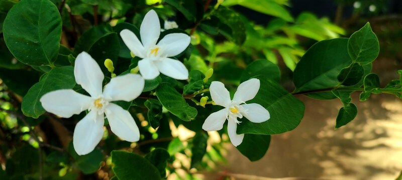 Close up of white Tabernaemontana divaricata or pinwheel flowers blooming in the garden under natural sunlight.