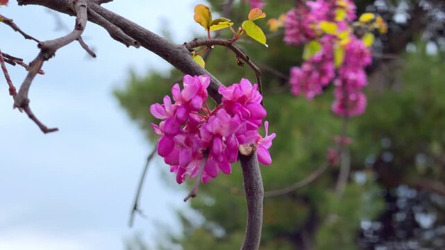 Pink Judas tree blossom flower on branch in spring
