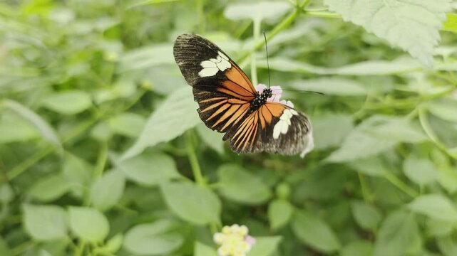 Close-up footage of a colorful butterfly collecting nectar from a pink flower surrounded by lush green vegetation.