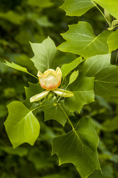 Tulpenbaum (Liriodendron tulipifera)