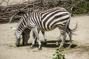 Obraz premium Steppenzebra (Equus quagga)
