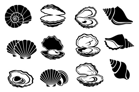 Set of seashells and oysters. Detailed black and white vector silhouettes of mollusks, clam and spiral conch shells