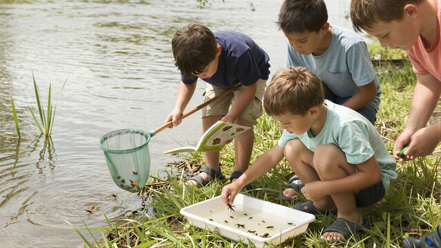 Four boys explore a pond, catching insects with nets and containers.