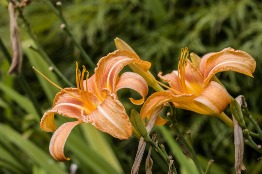 Gelbrote Taglilie (Hemerocallis fulva)