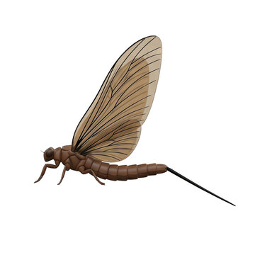 Illustration of a Mayfly Insect