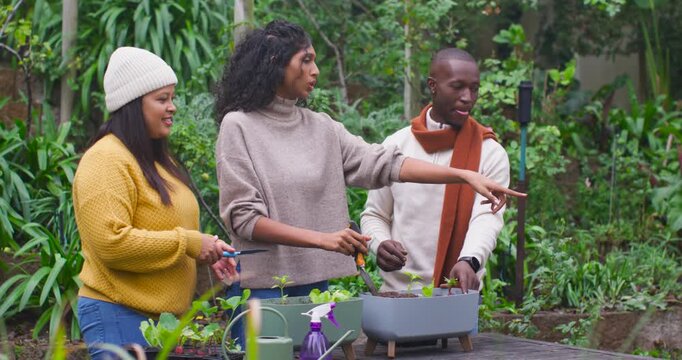 African American friends left pointing with shears, spacing seedlings evenly with trowel in planter