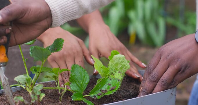 African American couple loosening soil with trowel, planting seedlings in metal planter for garden