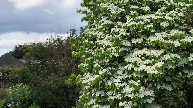 Hampshire England UK. 01.06.2026. Video. A vibrant dogwood tree bursts with delicate white blossoms under a clear blue sky with fluffy clouds, showcasing nature's spring beauty