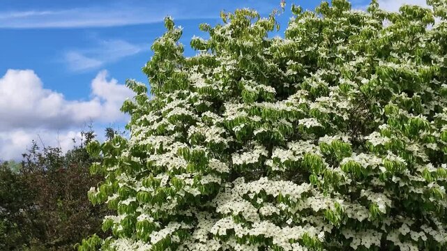 Hampshire England UK. 01.06.2026. Video. A vibrant dogwood tree bursts with delicate white blossoms under a clear blue sky with fluffy clouds, showcasing nature's spring beauty