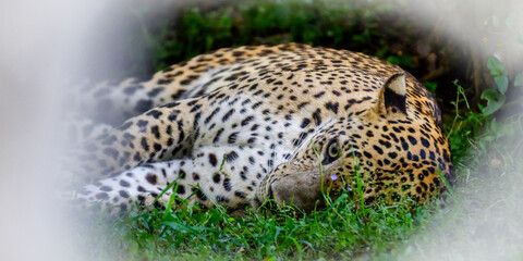 Forest animal  © Dev Mukund
