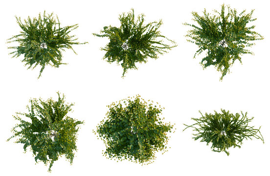 Set of  Lysimachia nummularia tree plan, top view, cutout, transparent background, isolate, Collection of ornamental bushes, aerial perspective, greenery texture for landscape design