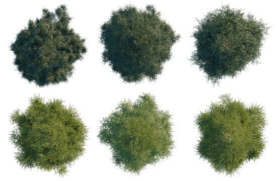 Set of  Picea rubens tree plan, top view, cutout, transparent background, isolate, Six Lush Green Trees Rendered with Alpha Channel for Seamless Integration into Landscapes