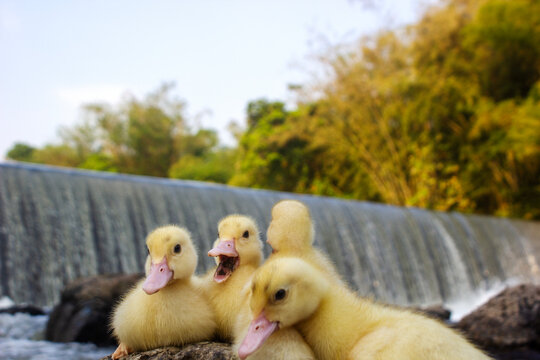 Group of cute small yellow ducklings sitting on a rock near a river dam