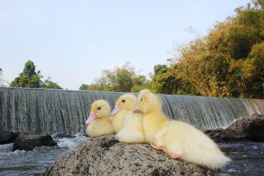 Group of cute small yellow ducklings sitting on a rock near a river dam