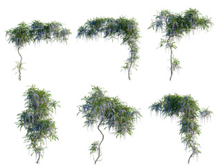 Fototapeta premium Set of Wisteria sinensis tree, elevation, front view, cutout, transparent background, isolate, Vines and foliage elements - various hanging plants for digital art and design projects