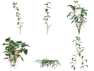 Set of Philodendron scandens-Sweetheart tree, elevation, front view, cutout, transparent background, isolate, Various Potted Philodendron Plants on Transparent Background for Graphic Design Projects © KP Stock