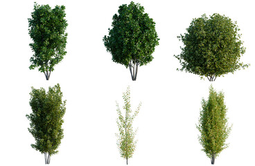 Fototapeta premium Set of Rhamnus frangula tree, elevation, front view, cutout, transparent background, isolate, Collection of Lush Green Trees - Perfect for Landscape Design & Architectural Visualizations