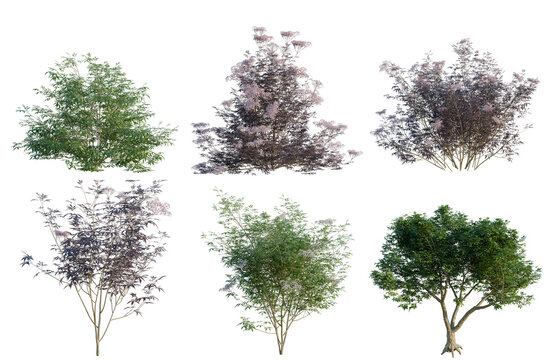 Set of Sambucus nigra tree, elevation, front view, cutout, transparent background, isolate, Collection of lush trees with vibrant foliage - perfect for landscaping and design projects.