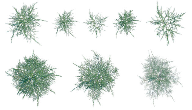 Set of  Cedrus atlantica Glauca Fastigiata tree plan, top view, cutout, transparent background, isolate, Evergreen shrub collection - different sizes and shapes of evergreen foliage png