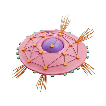 3D Illustration of a Cell with Nucleus and Cytoskeleton Network
