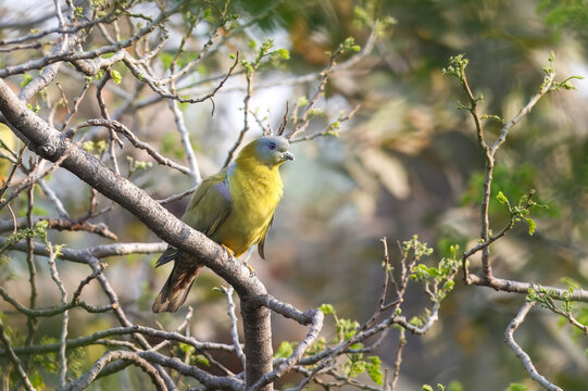 Aerial view of yellow-footed green pigeon perched on a thin branch amidst budding tree twigs in Lahore, Punjab, Pakistan.