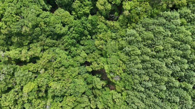 Aerial view drifts over lush green canopy. Stream meanders through dense forest floor. Trees sway gently, creating natural rhythm. Silent, serene beauty captures untouched wilderness