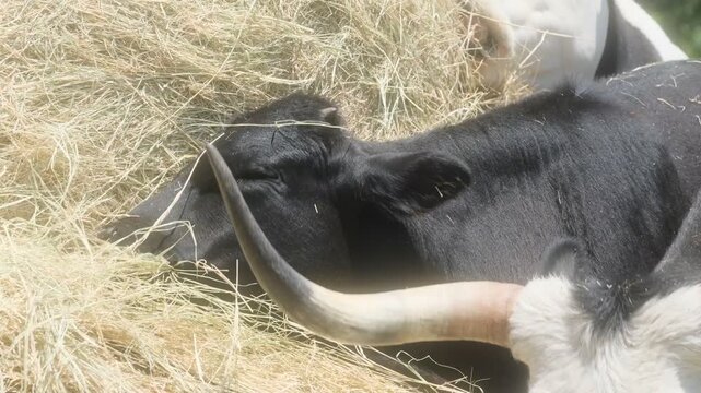 Close-up of a Corriente cow and calf eating coastal hay from a round bale