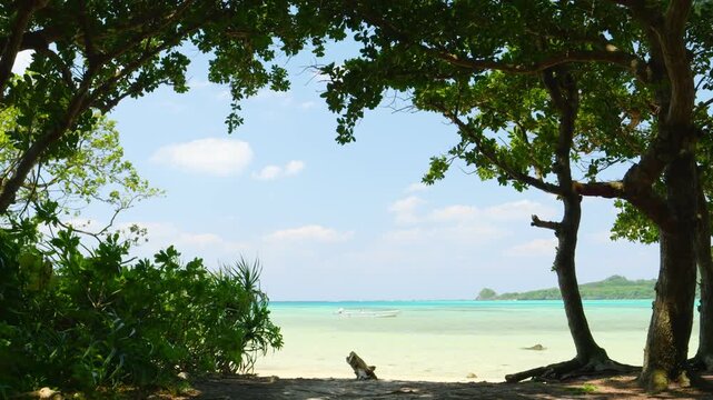 木陰から見るエメラルド色の南国の海とビーチ　沖縄県石垣島の自然風景